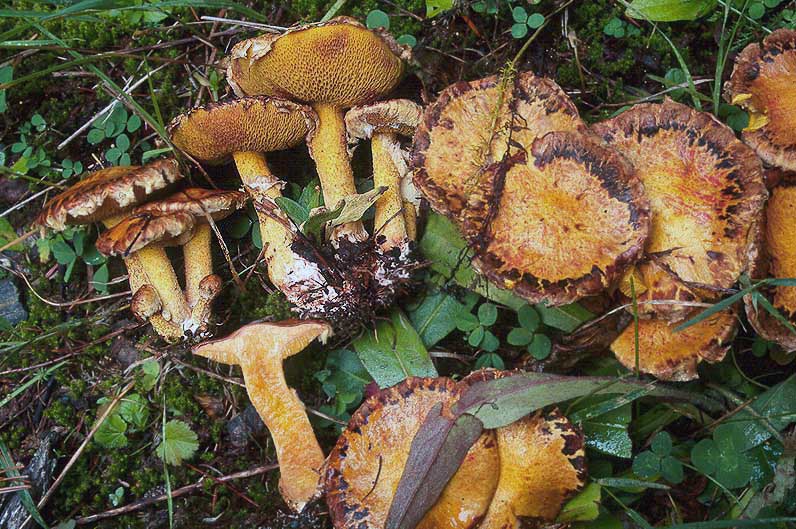 Suillus sibiricus
